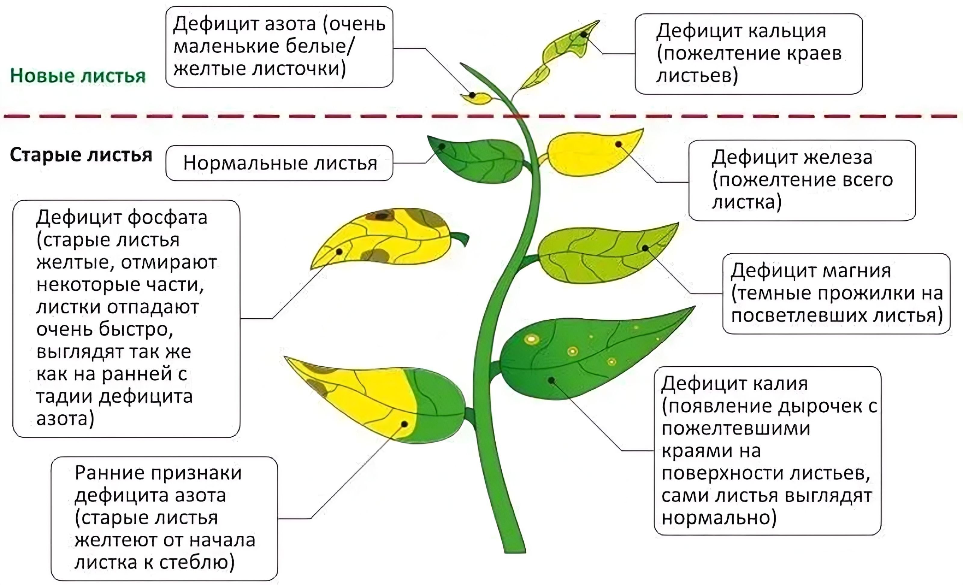 Treatment of rust in plants фото 89
