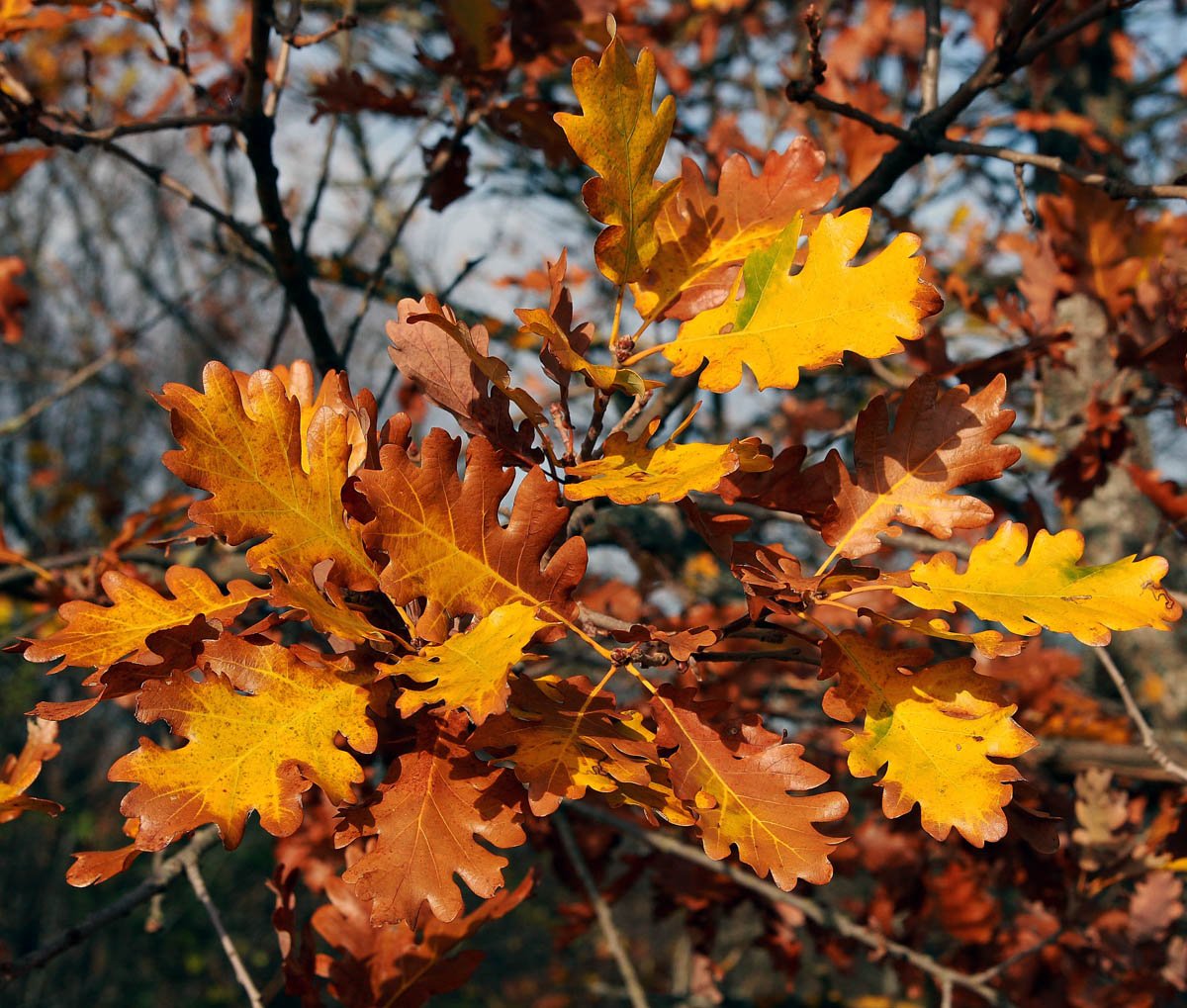 Каким цветом листья осенью. Дуб черешчатый осенью. Дуб черешчатый окраска листьев. Осенний дуб. Листья дуба осенью.