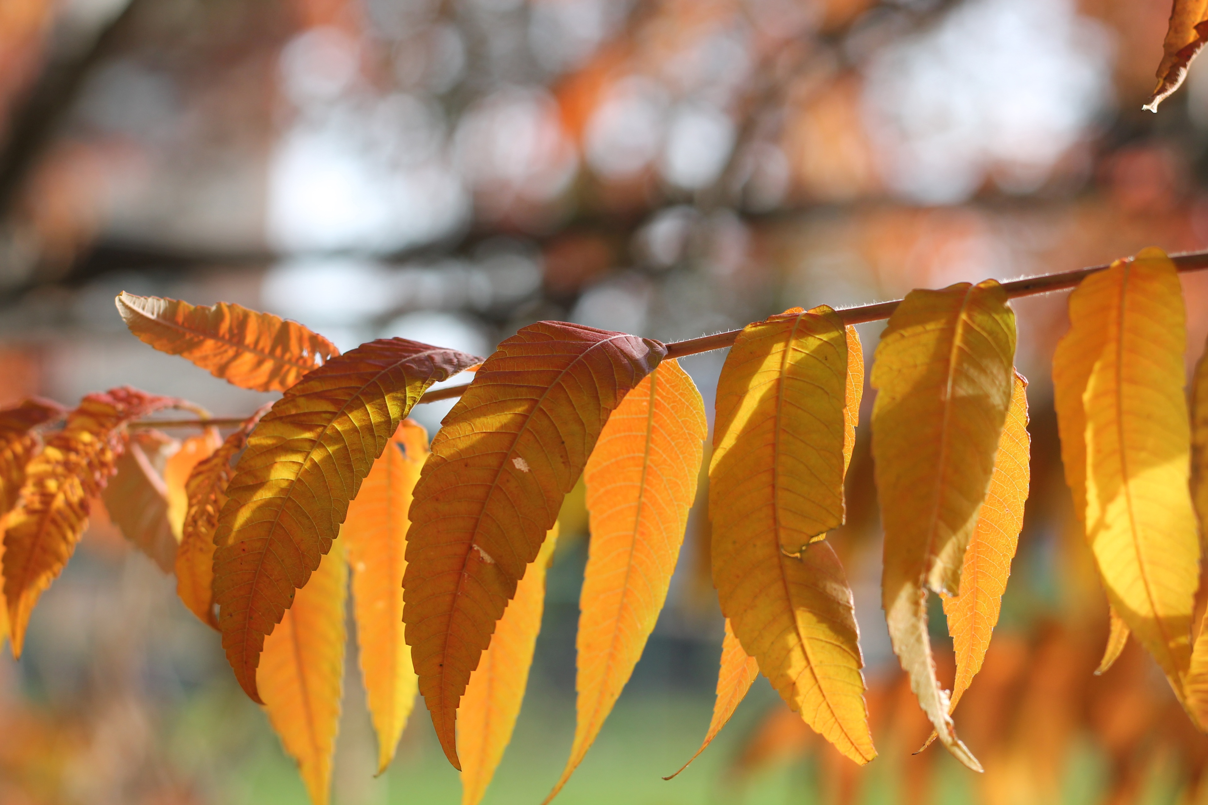 Листья ясеня. Листья ясеня осенью. Ясень обыкновенный осень. Осенний лист ясеня. Ясень обыкновенный осенью.