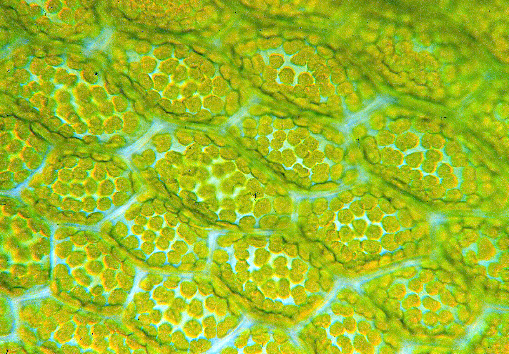 раст клетка под микроскопом фото 20