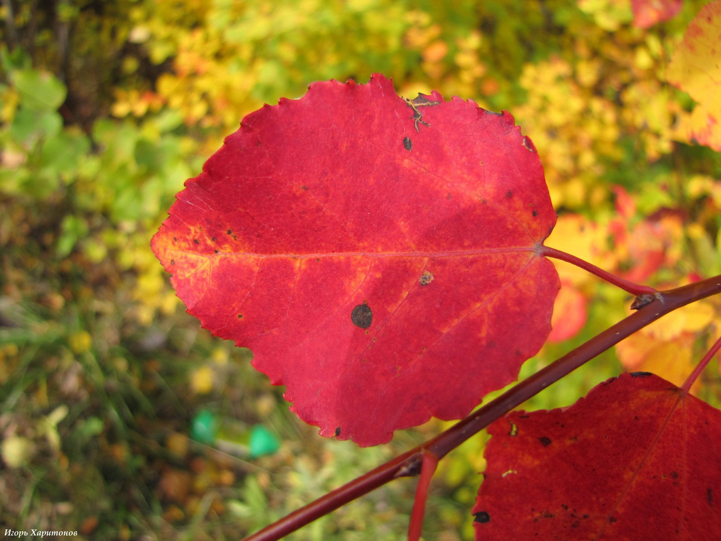 Каким цветом листья осенью. Листья осины осенью. Красный лист осины. Осенняя окраска листьев осины. Осина осенью.