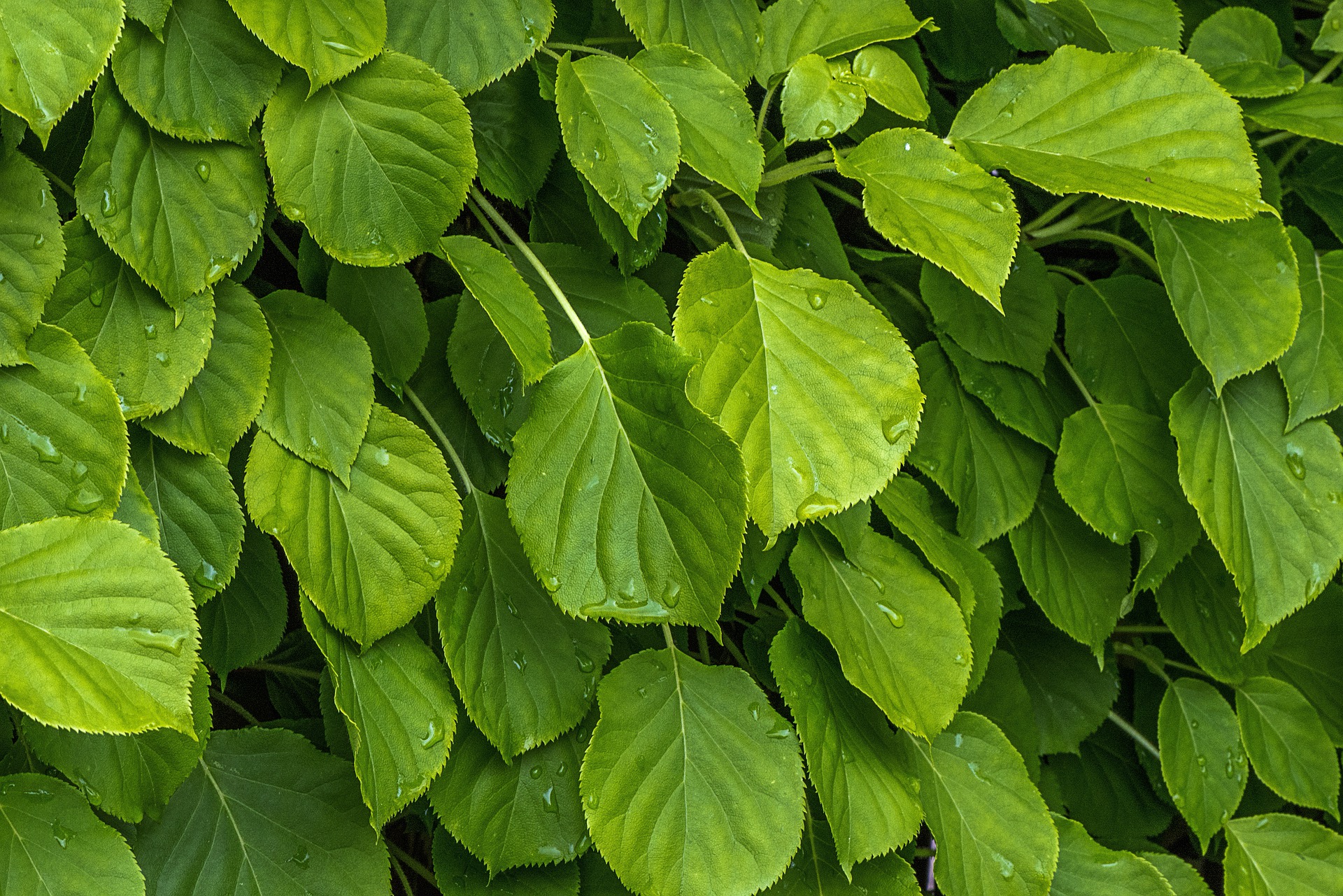 Лист куста. Зеленый куст. Листья кустарников фото. Кустарник с бело-зелеными листьями.