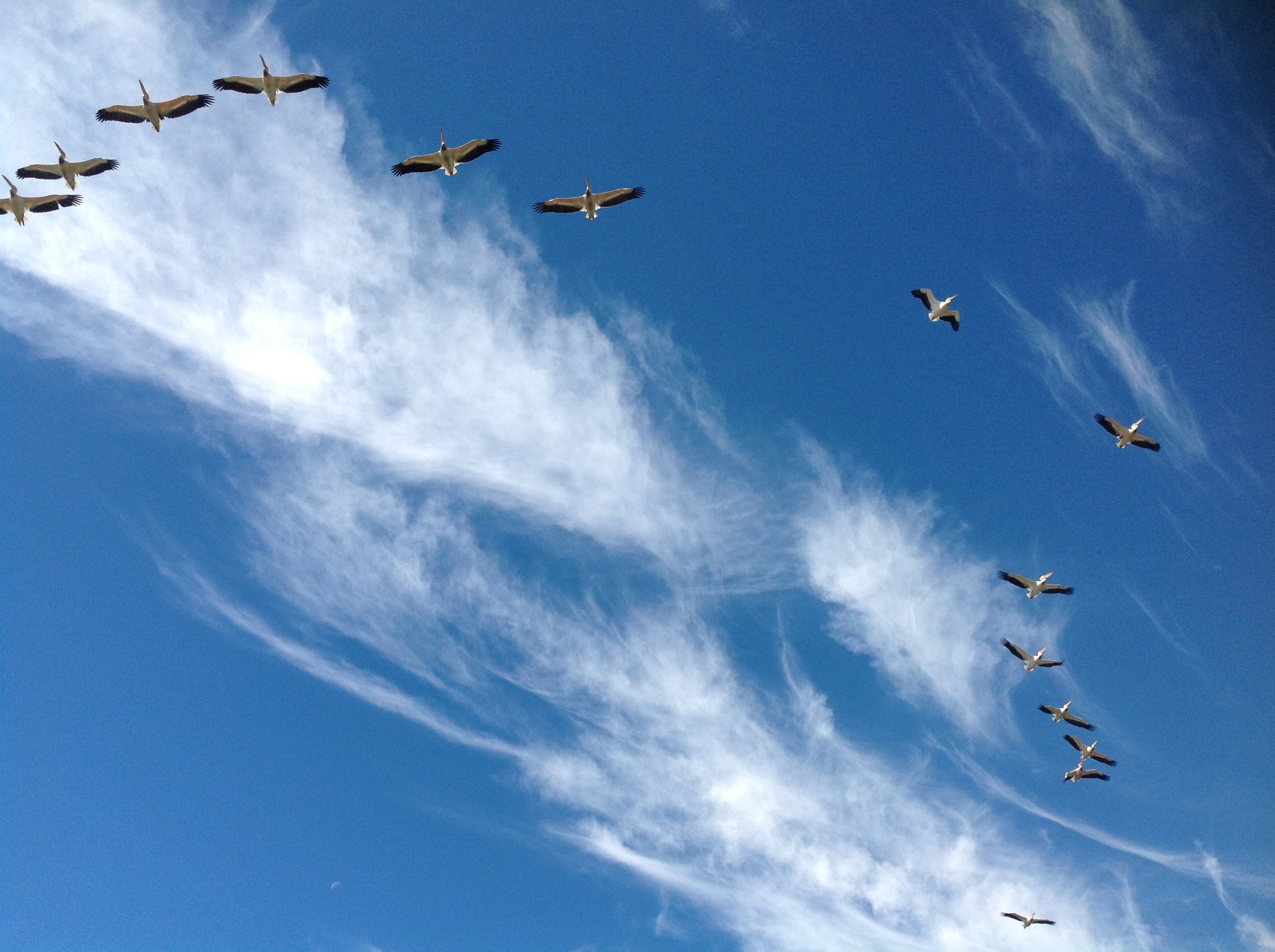 Какой небеса полетел. Птицы в небе. Полет в небе. Птицы летают. Полёт птиц.