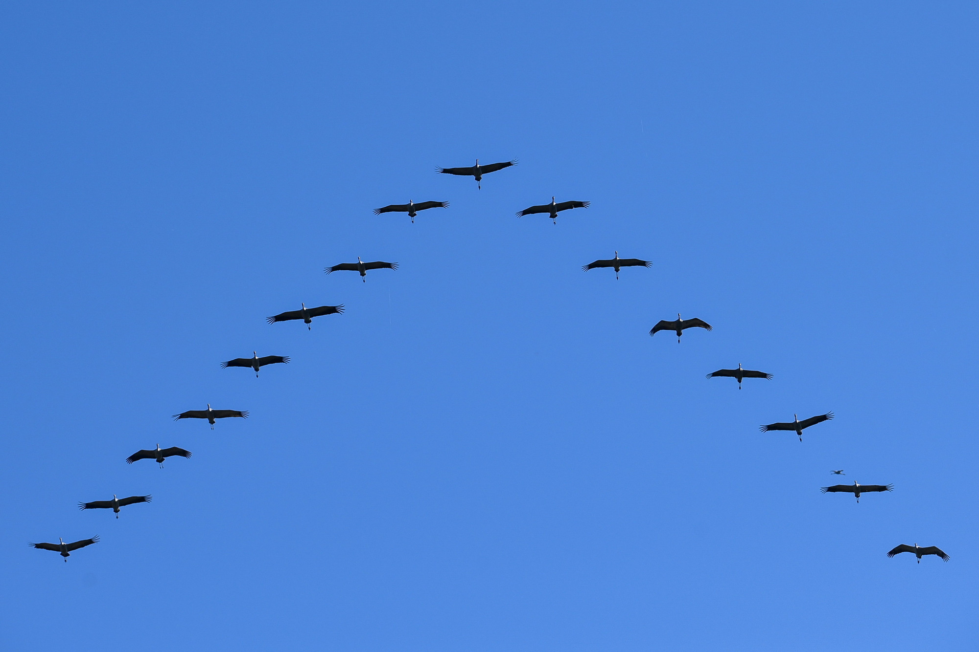 Журавль в небе. Миграция журавлей. Приближается осень косяки журавлей летят