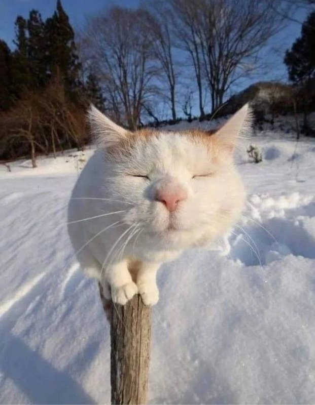 Зимние смешные коты