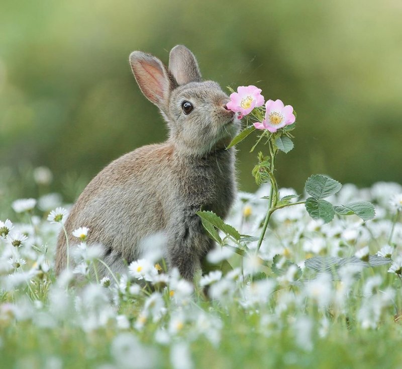 Весенний заяц