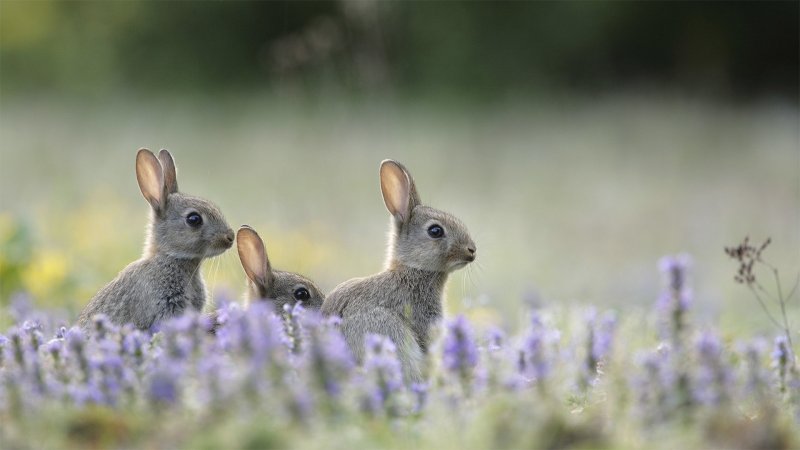 Кролик Весна