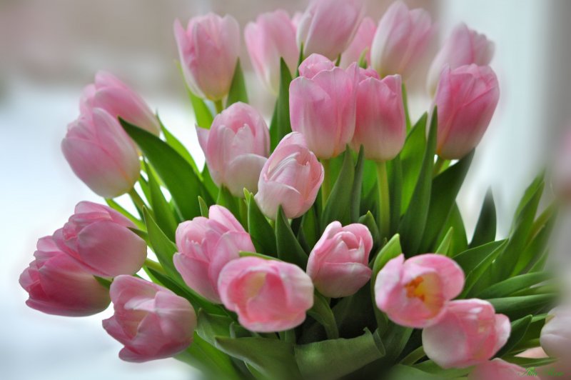 Весенний букет ирисы нарциссы тюльпаны Верба