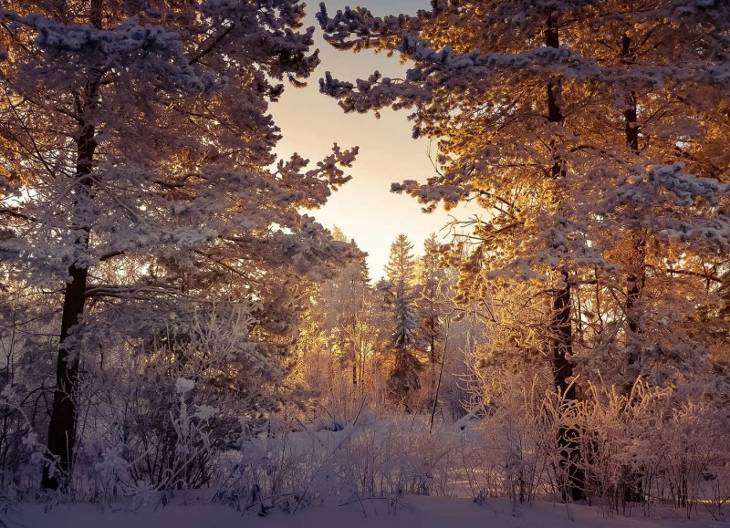 Леса Республики Коми зимой