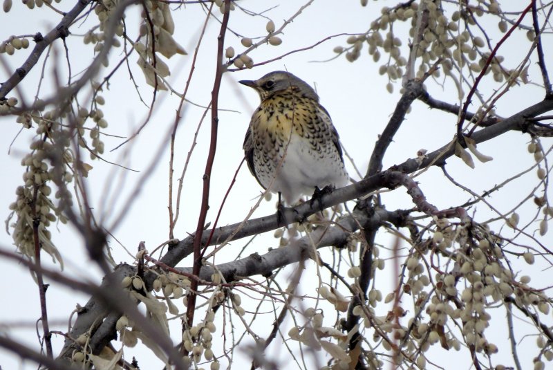 Зимующие птицы Алтайского края