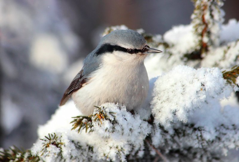 Птицы Алтайского края зимой