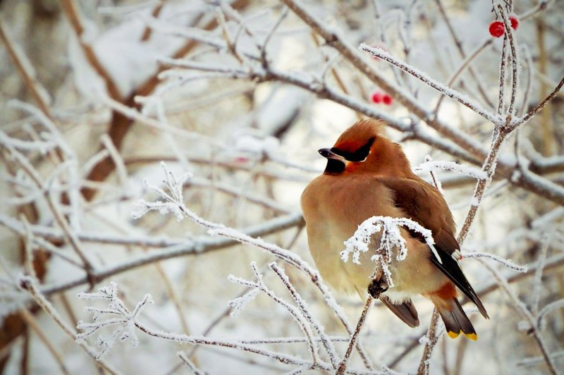 Птицы Алтая зимой