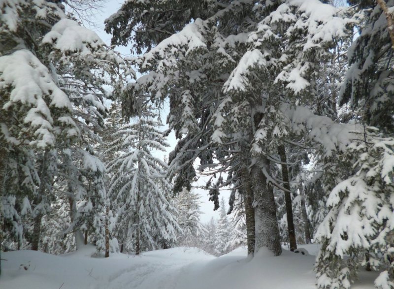 Зимний лес Сахалин