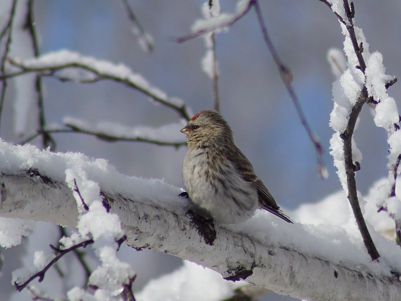 Птицы Алтайского края зимой