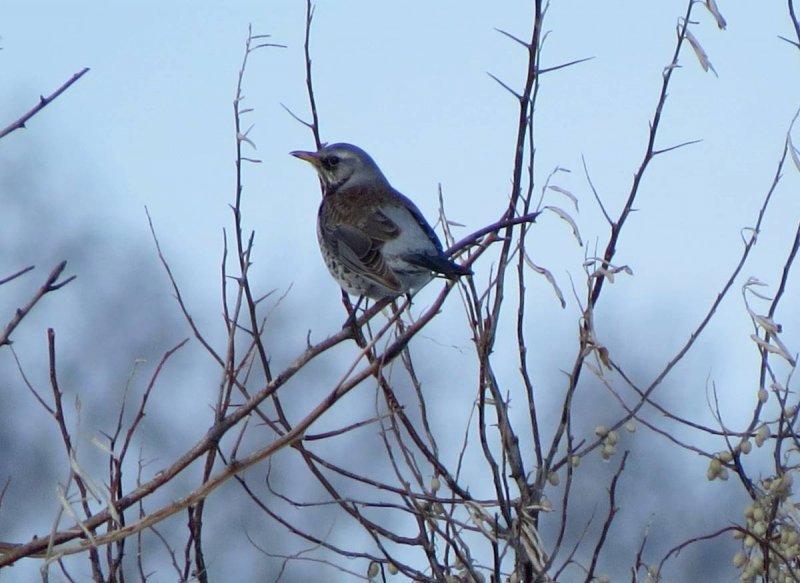 Зимние птицы Алтайского края