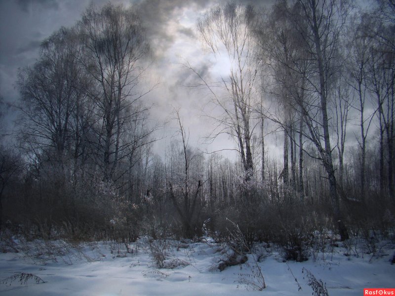 Пасмурный зимний лес