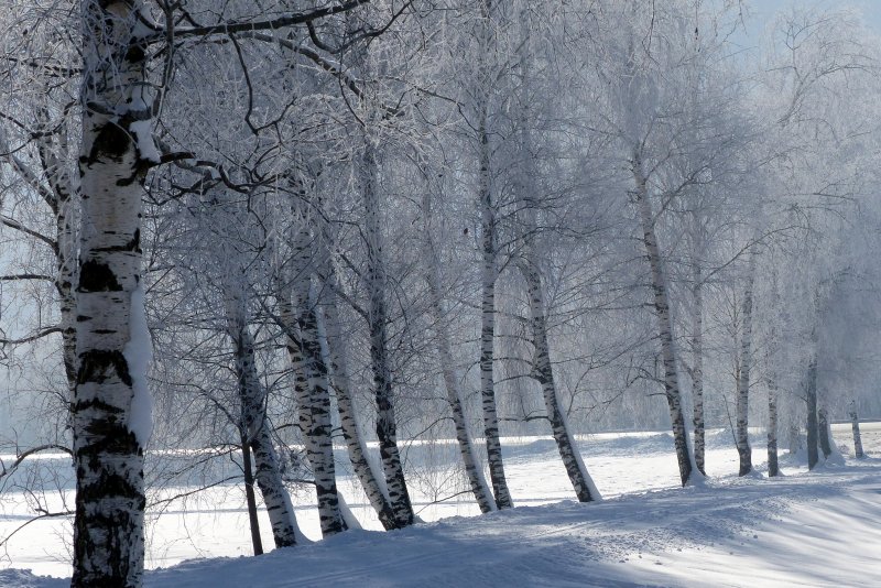 Снежный пасмурный лес