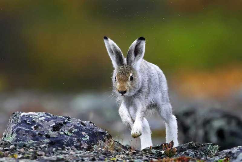 Кролик в поле