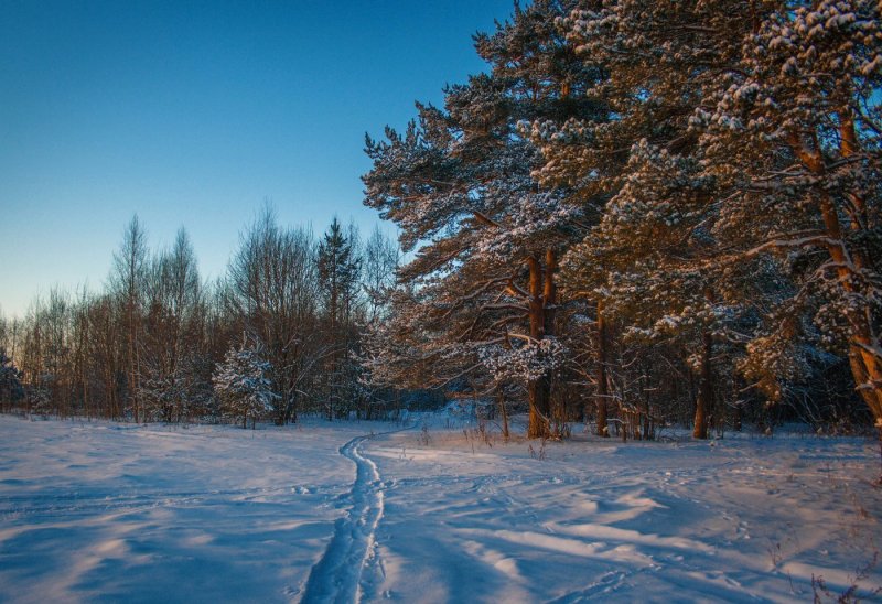 Рассвет в лесу зимой