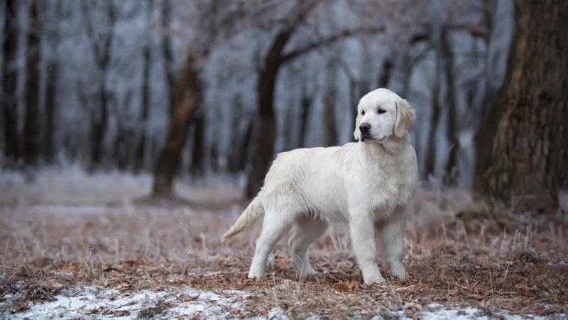 Красивые собаки зимой