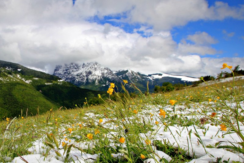 Альпийские Луга в Абхазии со снежным горами