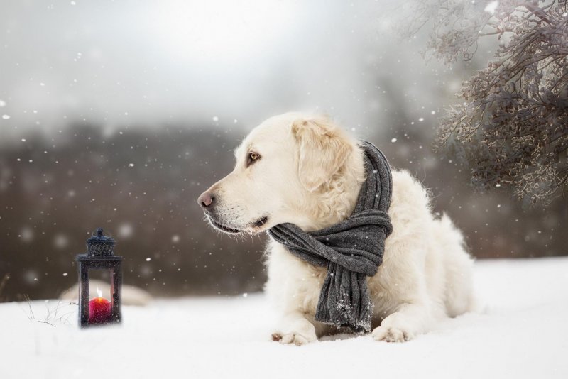 Собаки которые живут на улице зимой