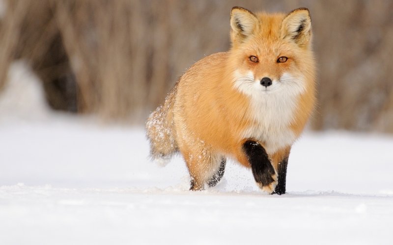 Обыкновенная лисица (рыжая лисица)