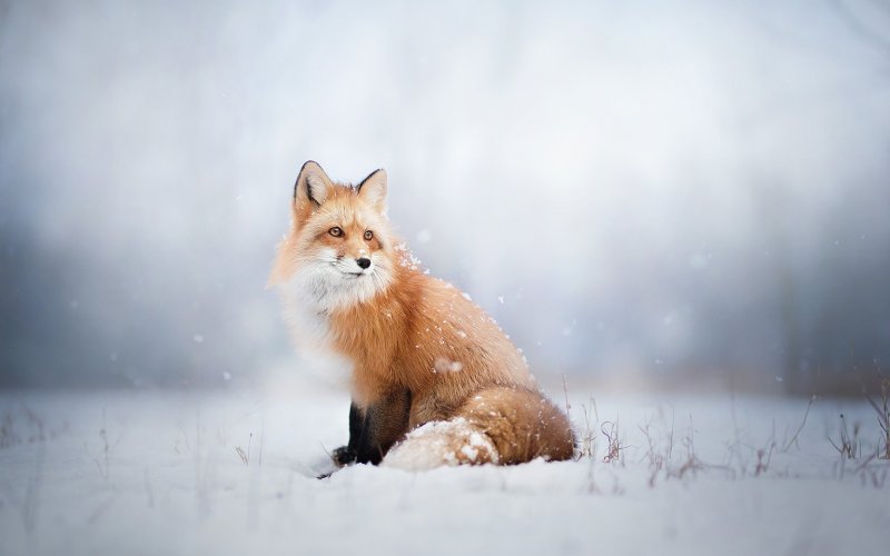 Лисичка в снегу