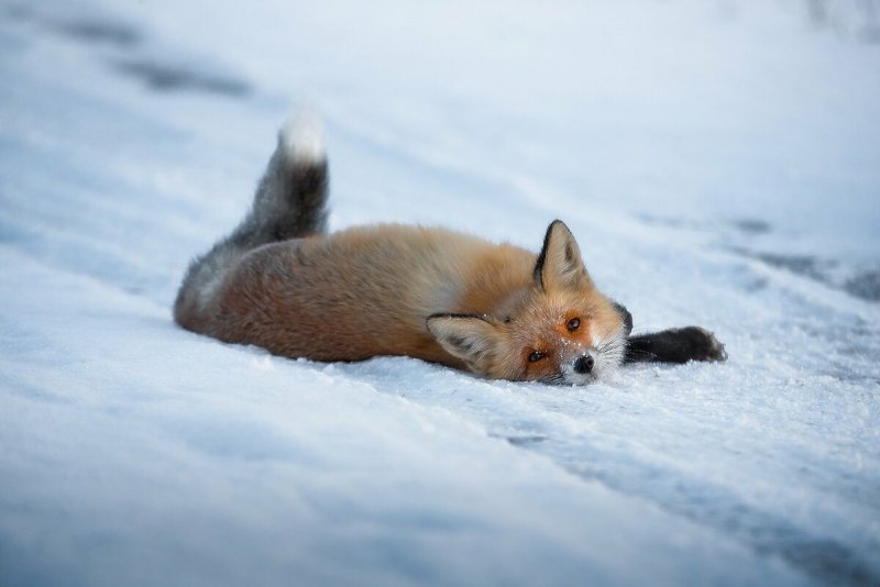 Лисёнок в снегу уснул