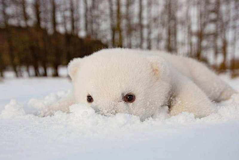 Белый мишка в снегу