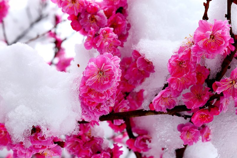 Розовые цветы под снегом