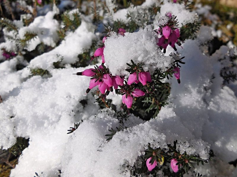 Растения под снегом