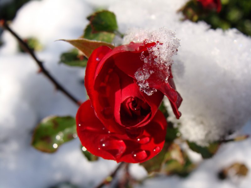 Красивые цветы в снегу