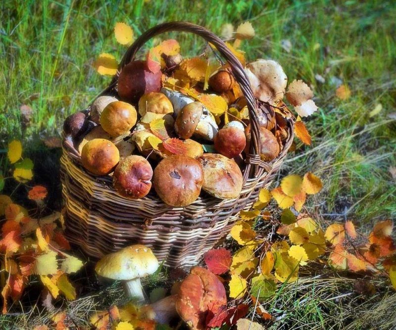 Золотая осень лукошко грибов