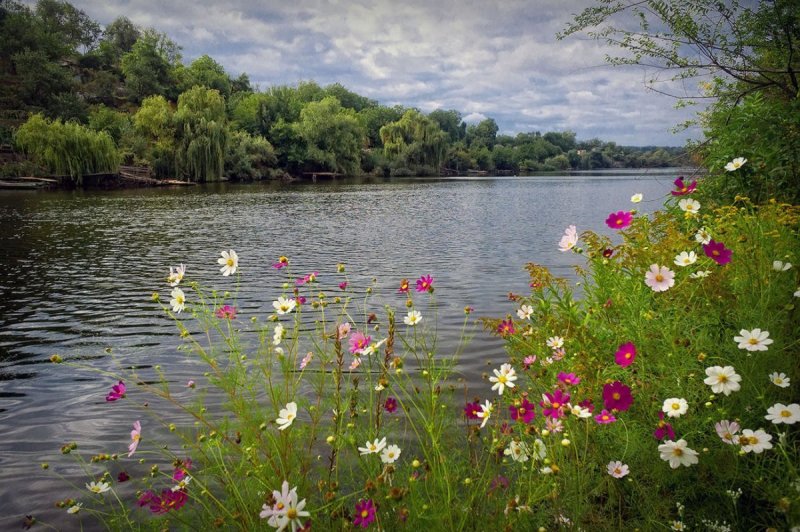 Лето река цветы