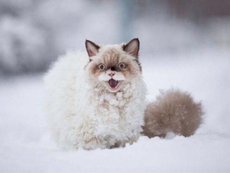 Пушистые кошки в снегу
