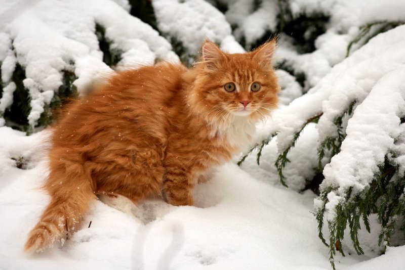 Сибирский Лесной кот рыжий