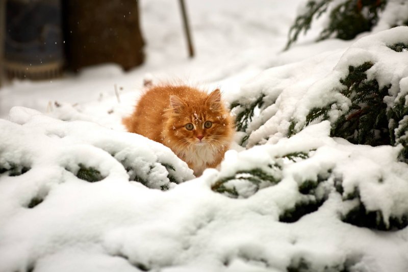 Рыжий котенок в снегу