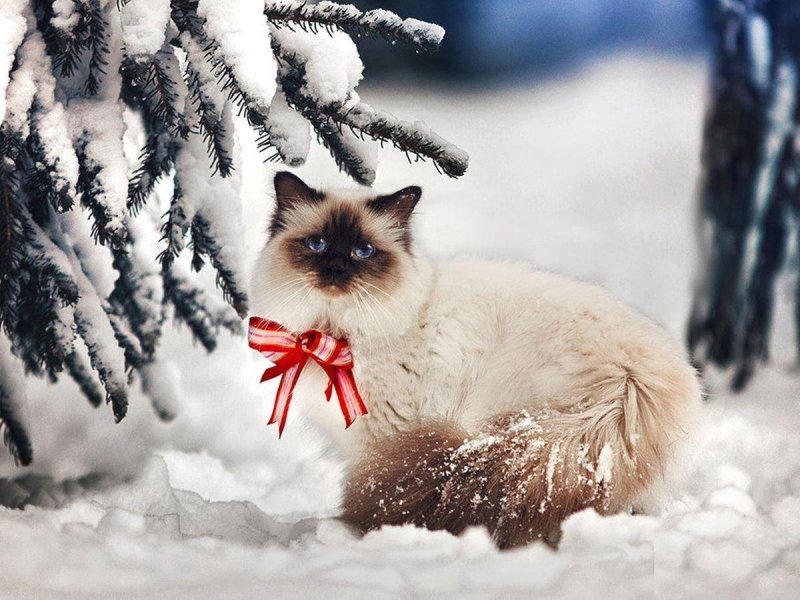 Зима кот картинки красивые