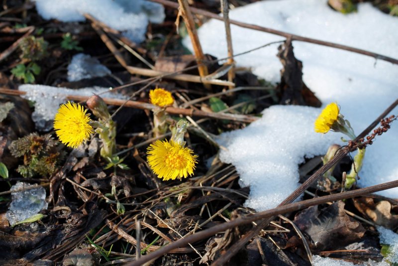 Ранняя Весна в Сибири