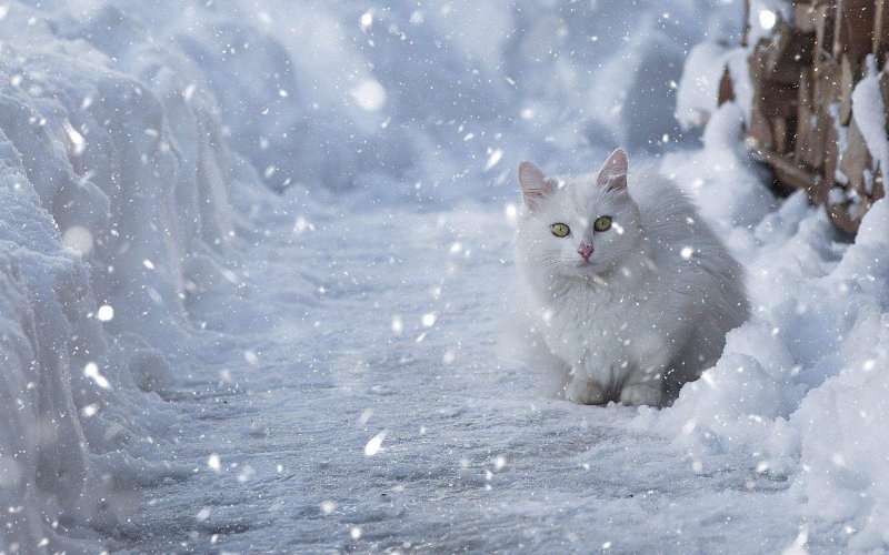 Аляскинский снежный кот