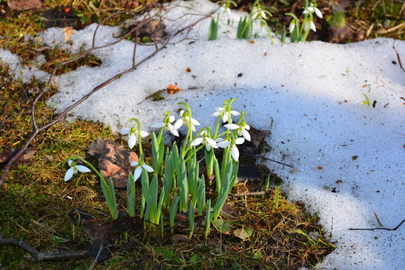 Весна проталины подснежники природа