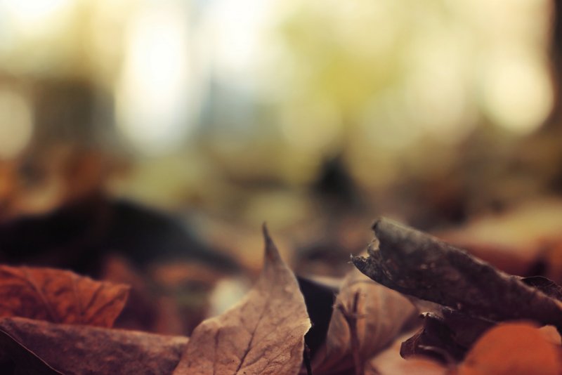 Осенние листья Минимализм