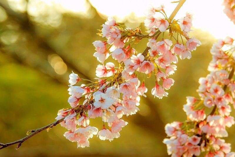 Цветет яблоня Пинк Роуз букет