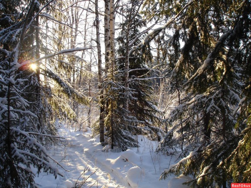Зимний лес Тайга