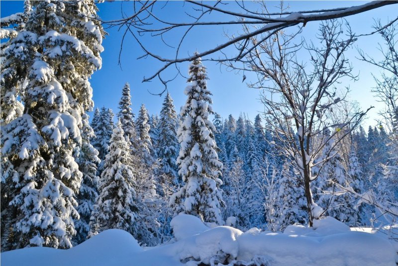 Тайга Кемеровская область зимой