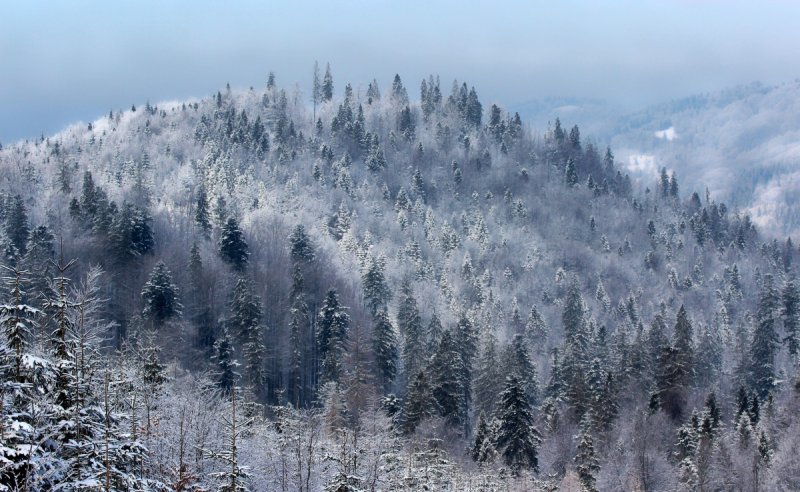 Сибирский лес Сибирская Тайга зима