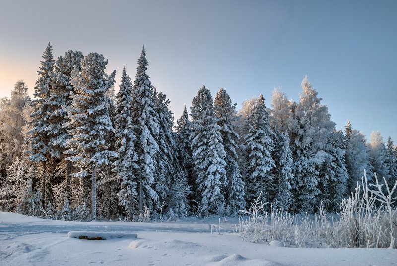 Сибирский лес Сибирская Тайга зимой