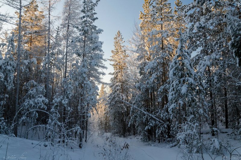 Якутия Восточная Сибирь природа зима