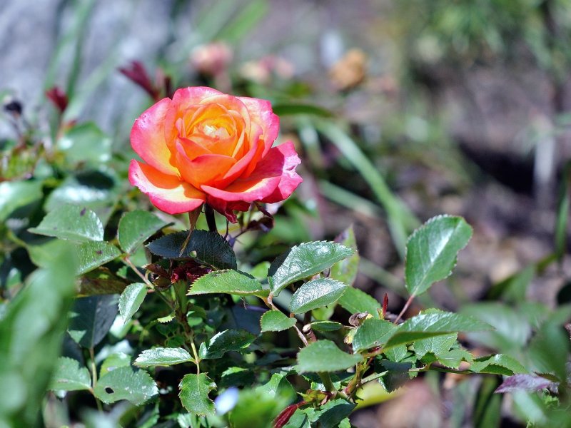 Роза 'Весенняя Заря'